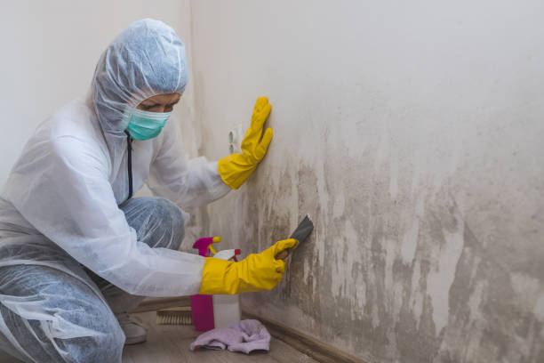 Best Attic Mold Remediation in Meadow Glade, WA