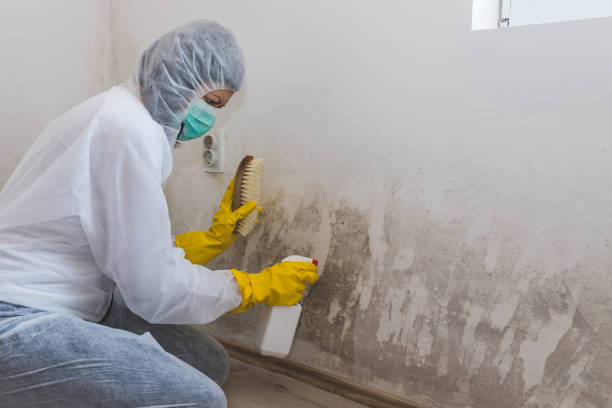 Best Basement Mold Remediation in Meadow Glade, WA