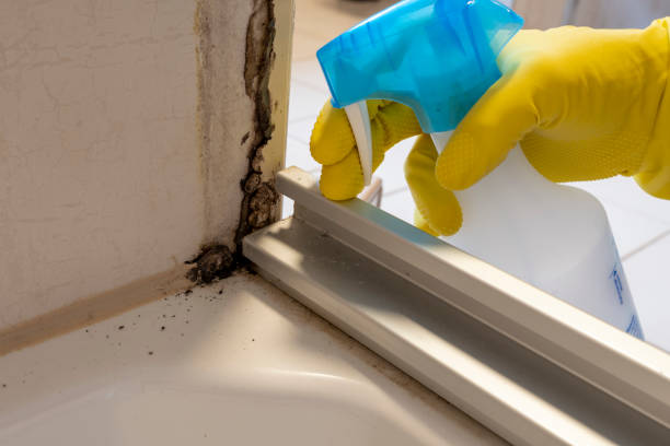 Best Localized Mold Remediation (e.g., coastal areas, humid climates) in Meadow Glade, WA