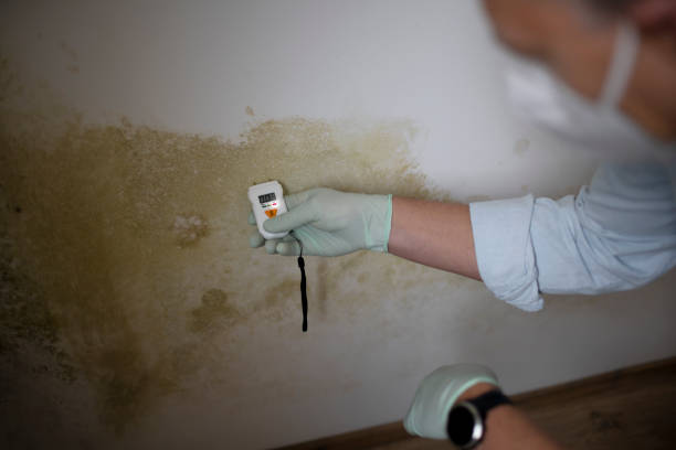 Best DIY Mold Remediation Support Services in Meadow Glade, WA