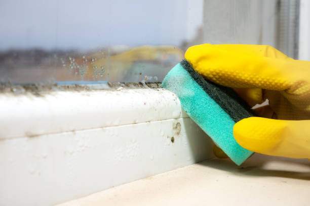 Best Residential Mold Remediation in Meadow Glade, WA