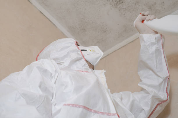 Best Residential Mold Remediation in Meadow Glade, WA