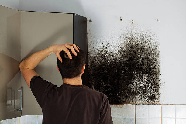 Best Insurance-Related Mold Remediation in Meadow Glade, WA