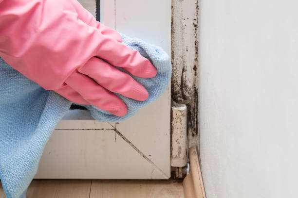Reliable Meadow Glade, WA Mold Remediation Solutions